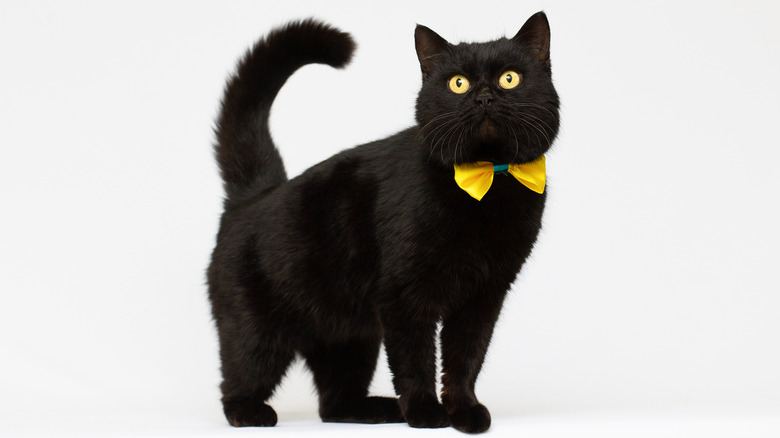 Black cat with bow tie