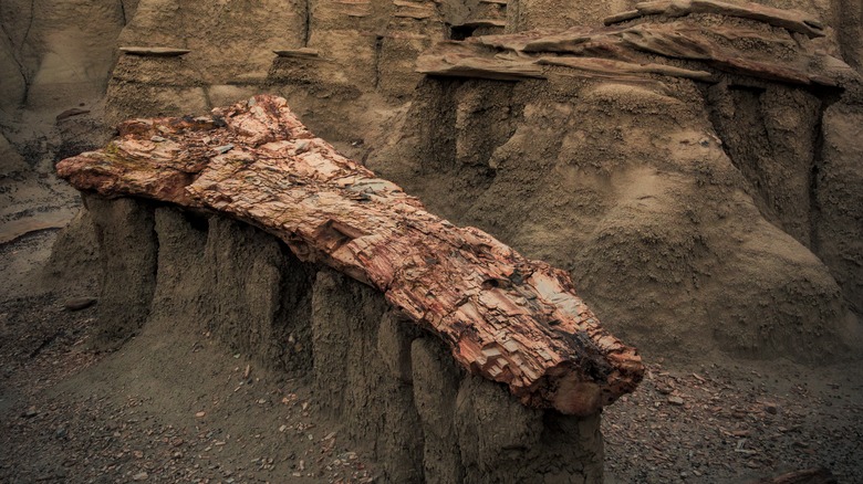 Fossilized log