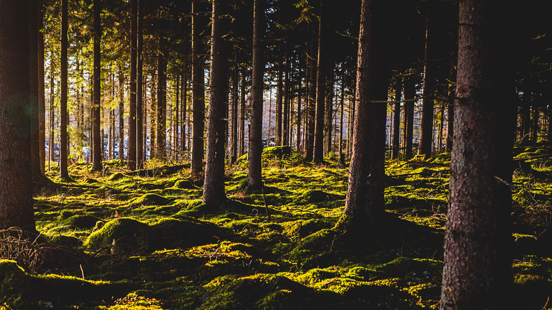 Småland woods where Alvar lived.