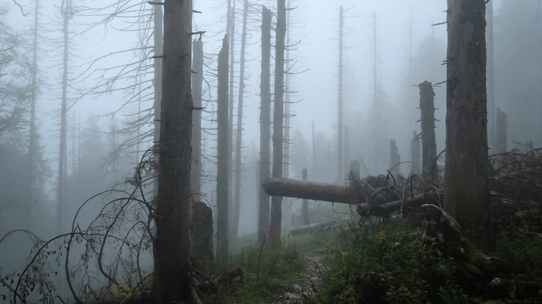 Creepy Sundslätt forest.