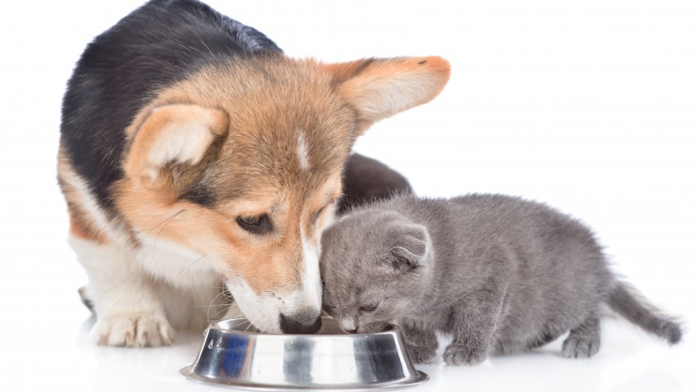 Dog and cat eating