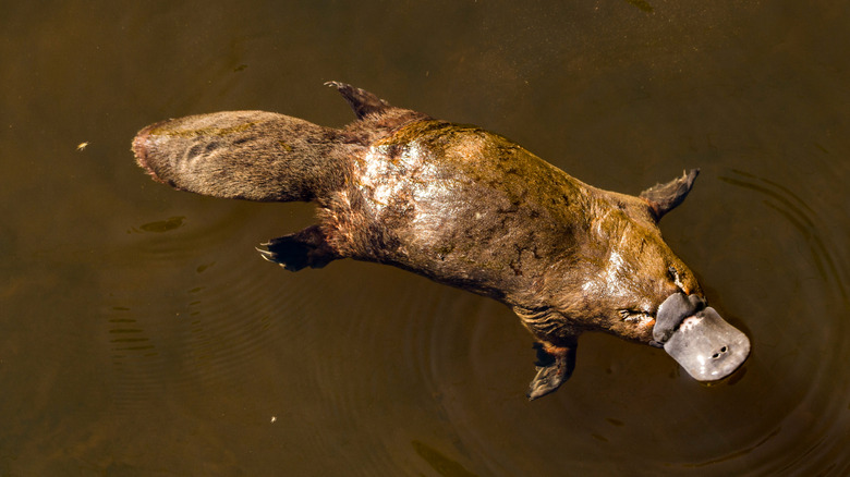 A platypus