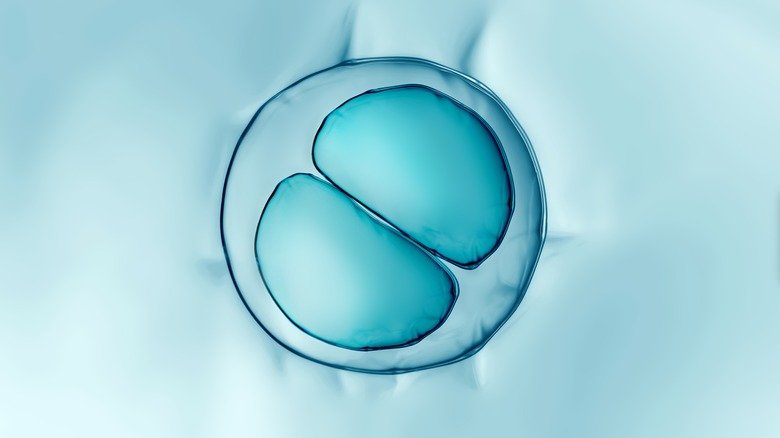 A dividing egg cell