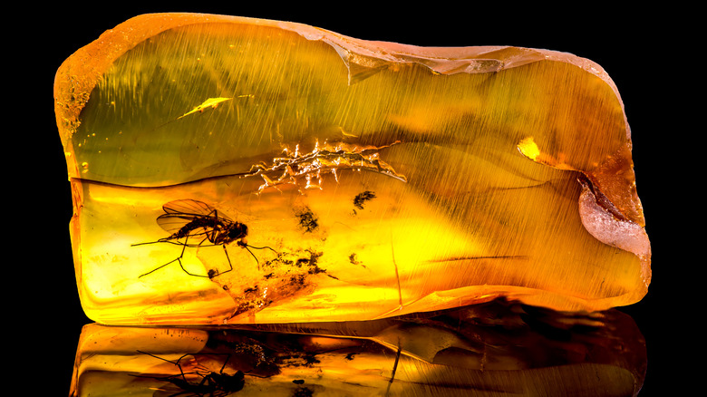 Mosquito in amber