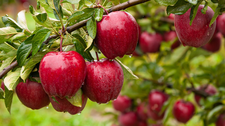 an apple tree