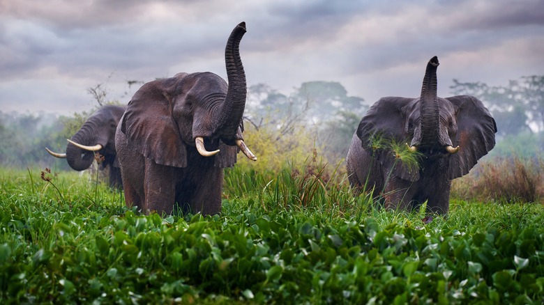 Elephants in Africa