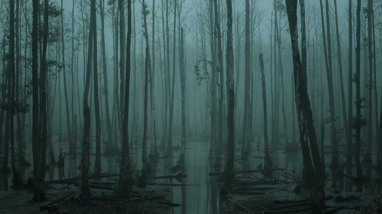 Swamp