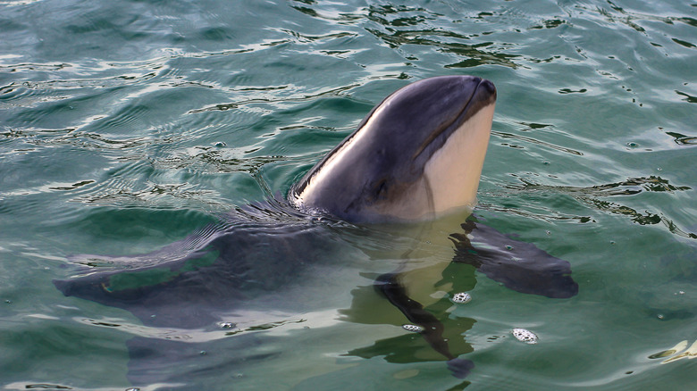 porpoise swimming in the ocean