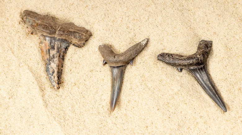 Fossilized animal teeth