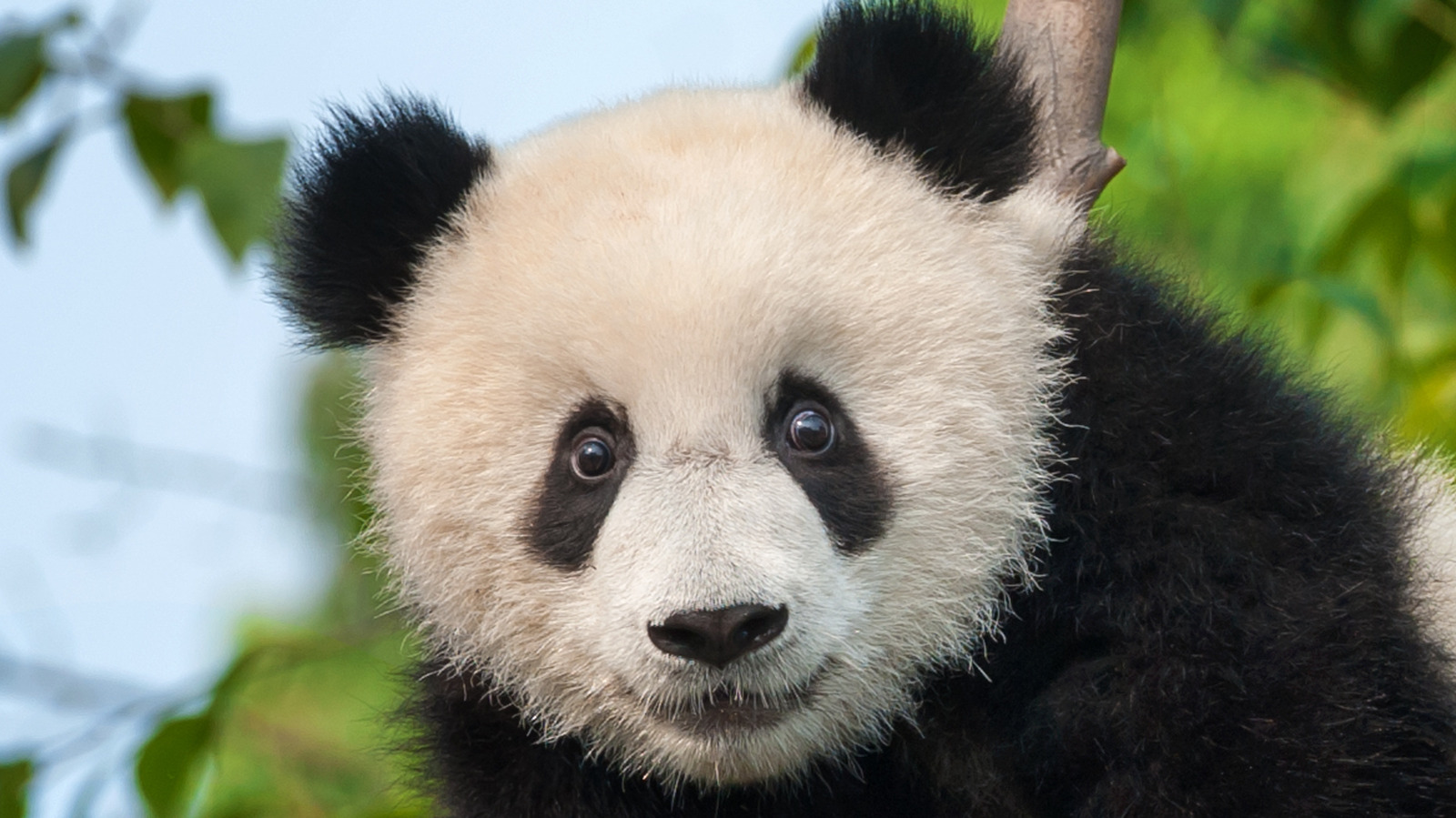 It Turns Out An Extinct Species Of Giant Panda Had A Wildly Unexpected ...