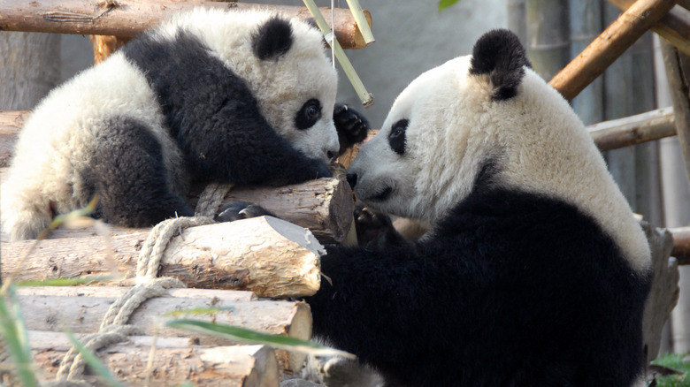 Panda bear with cub