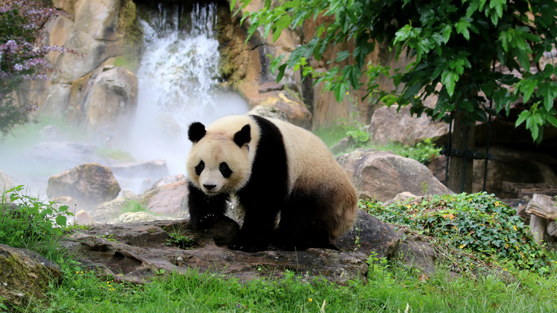 Giant panda in front of waterfall