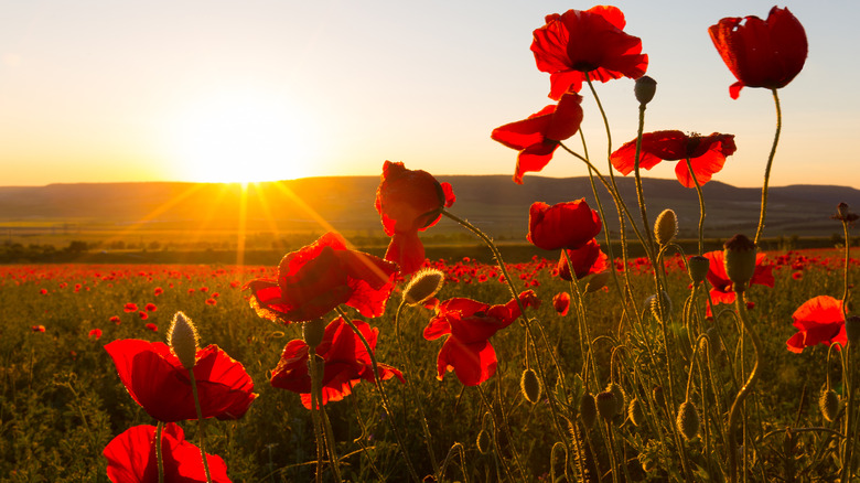 Setting sun in a field