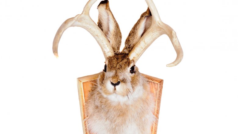 jackalope mount herrick