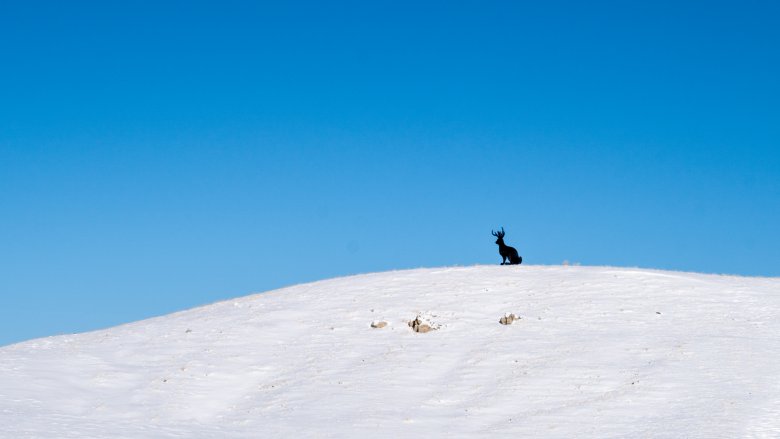 jackalope in the wild