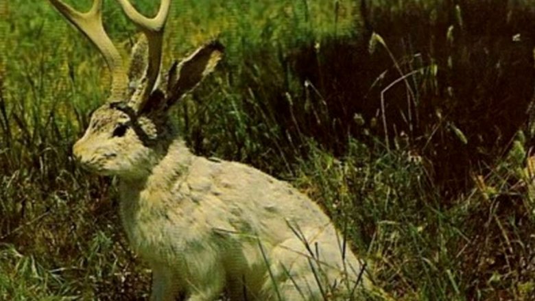 jackalope stuffed mount