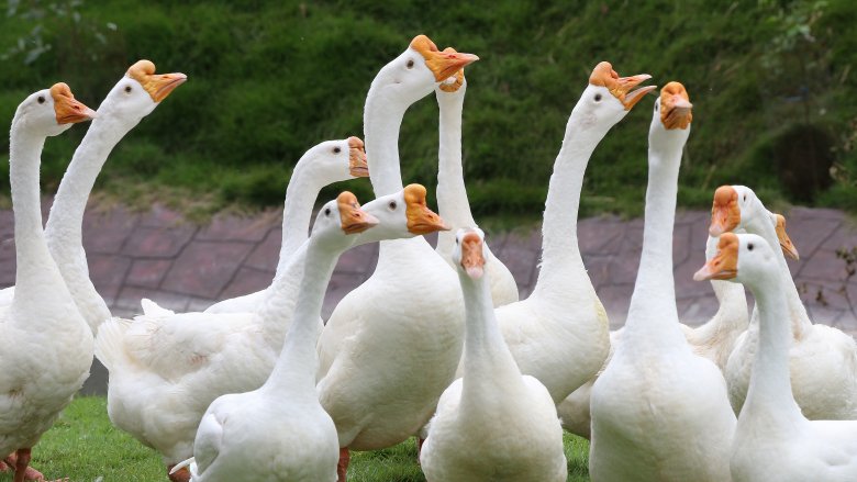 A gaggle of geese