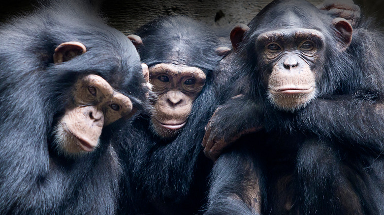 Group of chimps huddled together