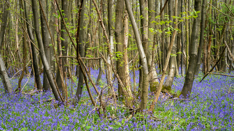 coppiced trees woodland