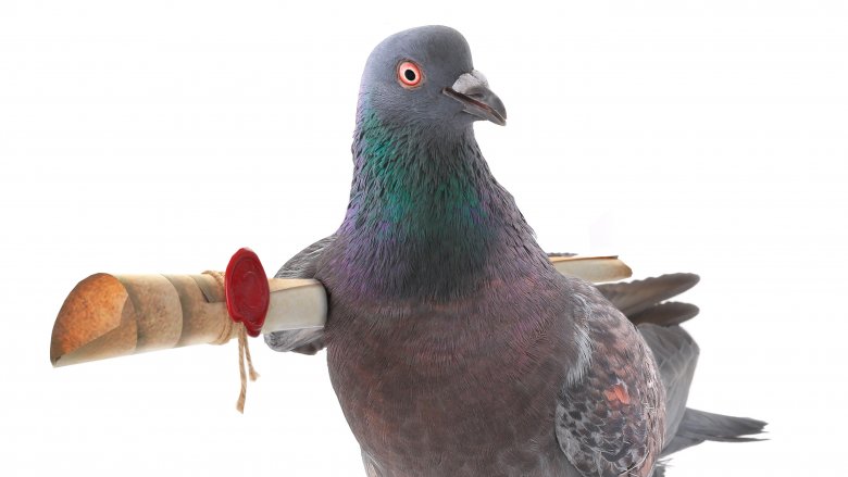 messenger pigeon