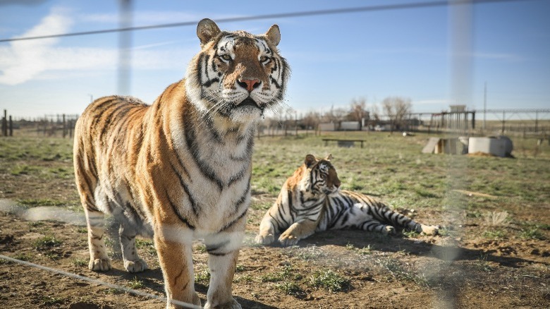 Tigers rescued from Joe Exotic