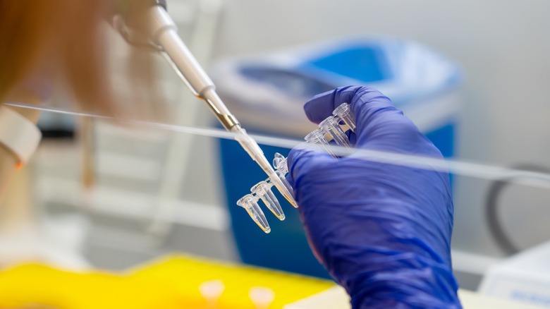 scientist preparing DNA for testing 