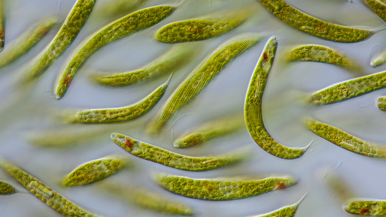 Euglena seen under a microscope