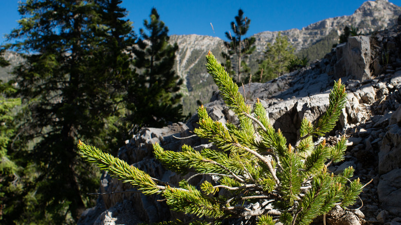 Humboldt-Toiyabe National Forest