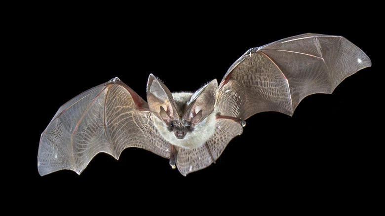 Bat flying against black background