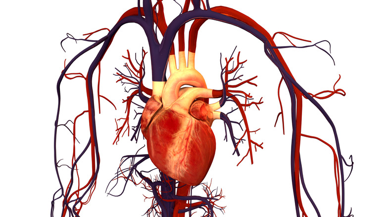 Human circulatory system