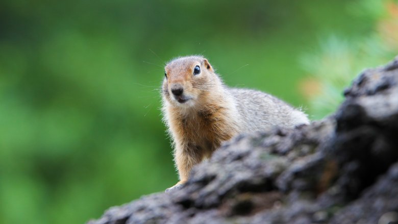 Squirrel looking over rock