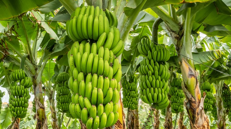 bananas on banana trees
