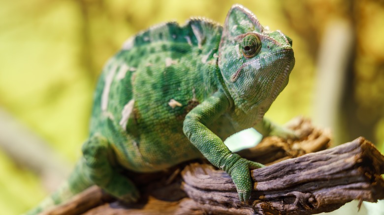 green chameleon on tree branch