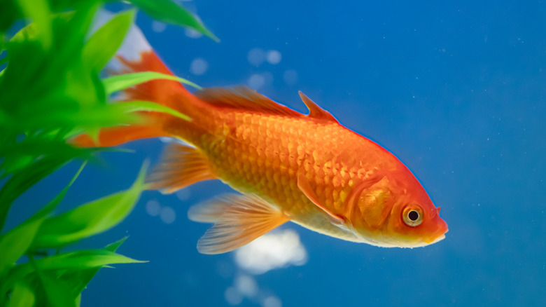 goldfish swimming in aquarium