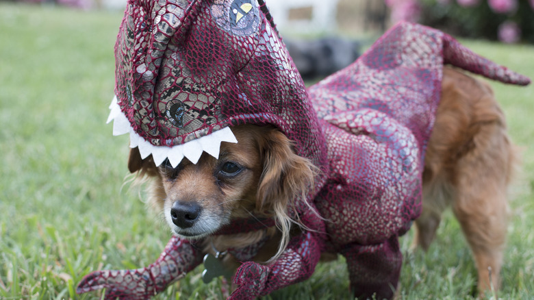 a dog dressed up as a dinosaur