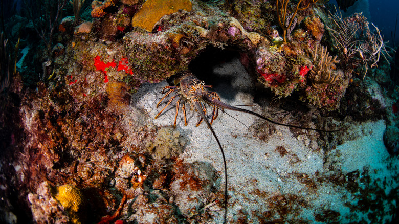 lobster in a reef