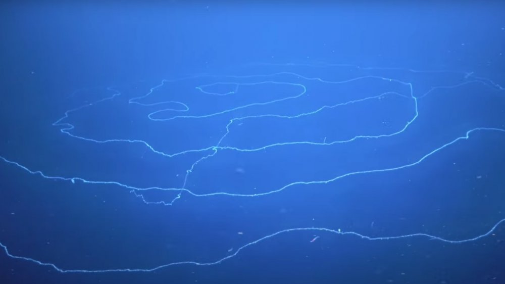 siphonophore