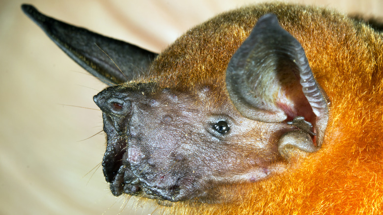 Greater bulldog fishing bat head