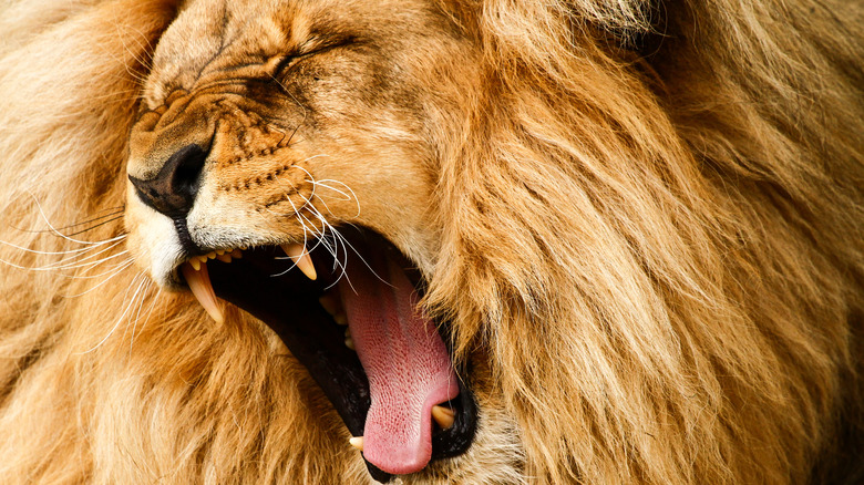 Roaring male lion