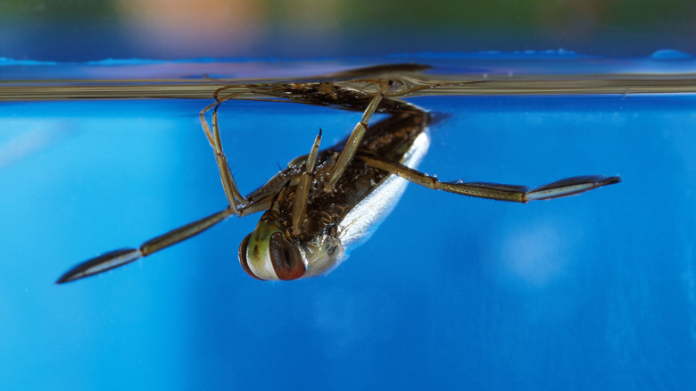 Water boatman floating underwater