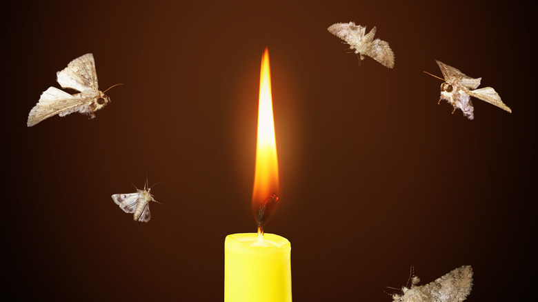 moths to flame candle 