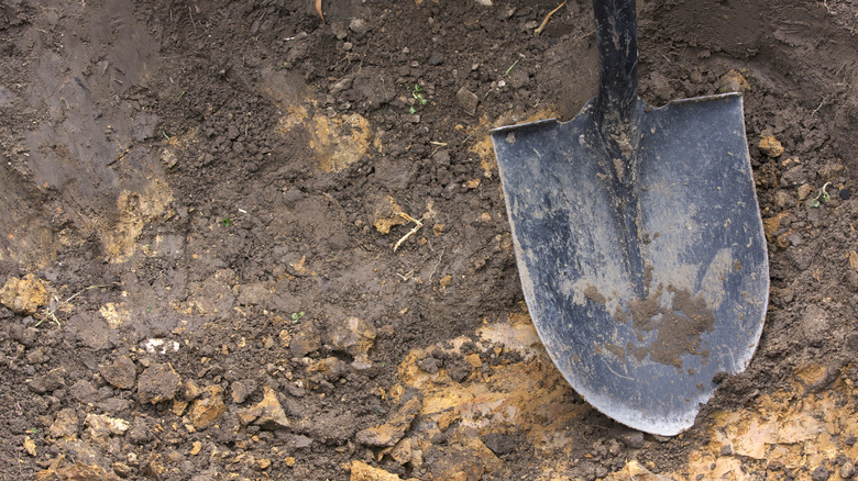 shovel in dirt