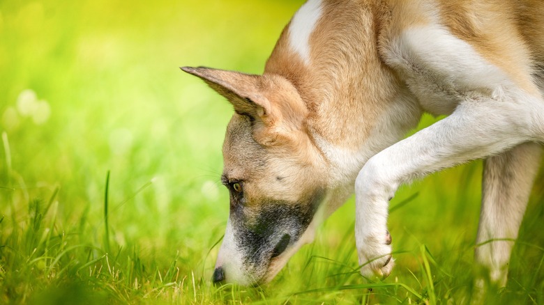 Dog sniffing grass