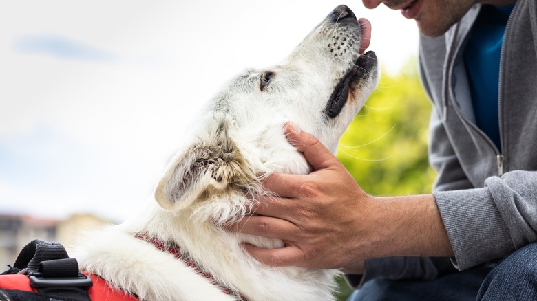 Assistance dog with owner