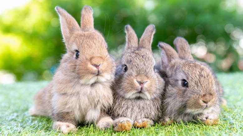 Three rabbits hanging out on grass