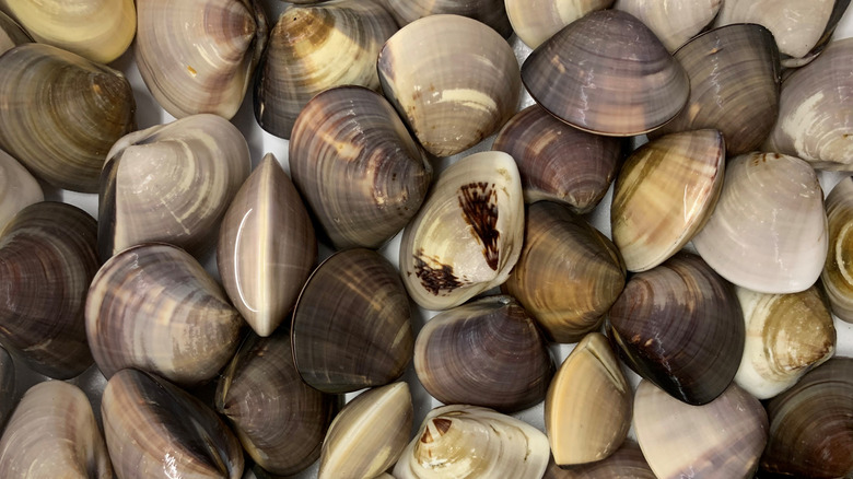 Saltwater Asiatic hard clams