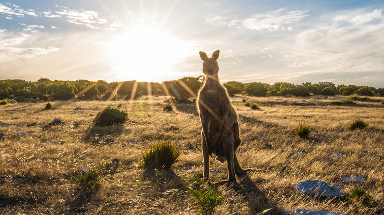 sun kangaroo 