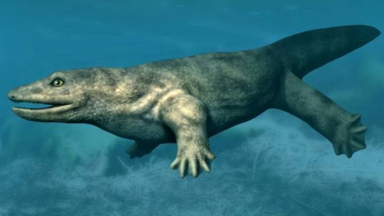 Meet The Fangy Whatcheeria: The Ancient Super Predator That Lived In The  American Midwest