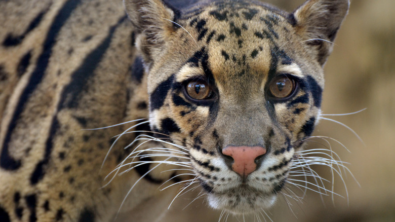 clouded leopard staring ahead