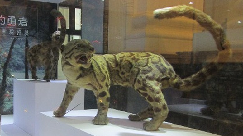 Formosan clouded leopard stuffed